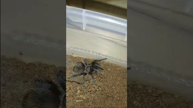 птицеед Жорик охотится на мраморного таракана ( 6 - ая линька) смотреть онлайн