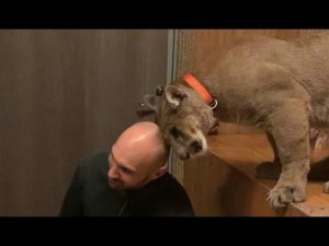 Как пума Месси собирается на прогулку в дождь.