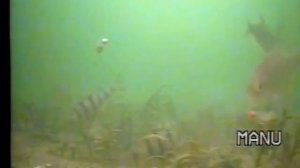 Окунь на балансир. Сьемка под водой. Fishcam 360