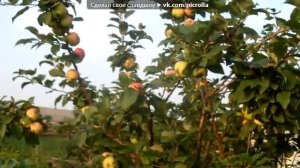 Туган авылым минем!!!***