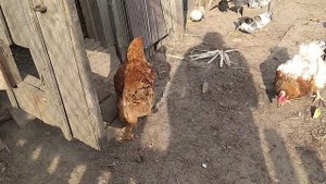 Новые курочки несушки чешский доминант, обзор птицы.