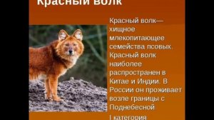 3 Животных из красной книги.