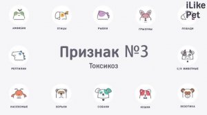 4 признака беременности вашей кошки