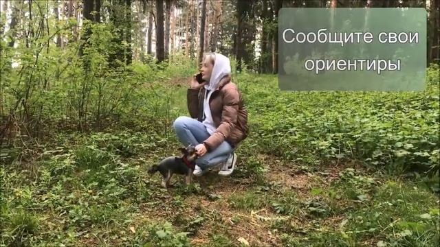 Что делать, если заблудился в лесу смотреть онлайн