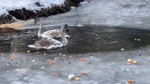 Едем в Домбай, Гостиница ДОМБАЙ. Тебердинский заповедник. Январь 2023