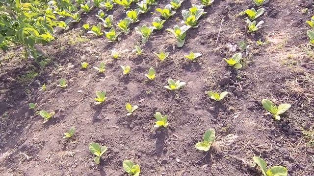 хлороз пожелтение листьев смотреть онлайн