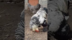 куры Брама темная характеристика содержание