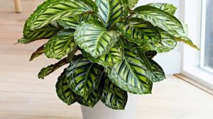 Цветок калатея — уход в домашних условиях