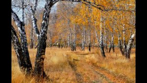 Листья жёлтые медленно падают.   Поёт Валентина Дробышева
