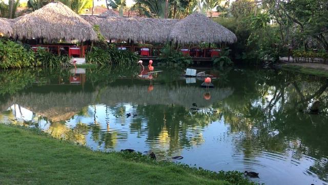 футаж Пруд , фламинго смотреть онлайн