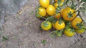 Обзор томата „Лимон лиана” в открытом грунте