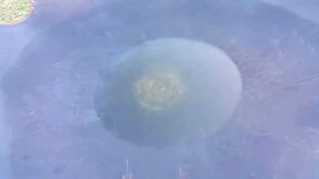 ЛОСЬ В СКОВОРОДЕ БОРОНЕ НА ОГНЕ БЕФСТРОГАНОВ РЕЦЕПТЫ СЮФ