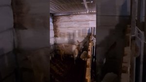частая охота у козы.