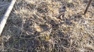 Грецкий орех. Сажаем сад возле дома.