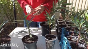 Дача на Юге - Отличие сеянца от саженца у Олеандра