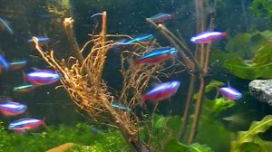 #Aquarium. Кормление неонов.