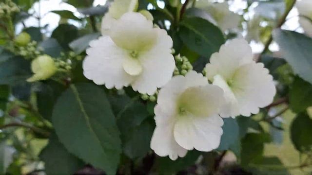 Ампельная гортензия "Сбежавшая невеста, Белоснежка", "Runaway bride" 06.06.21 смотреть онлайн