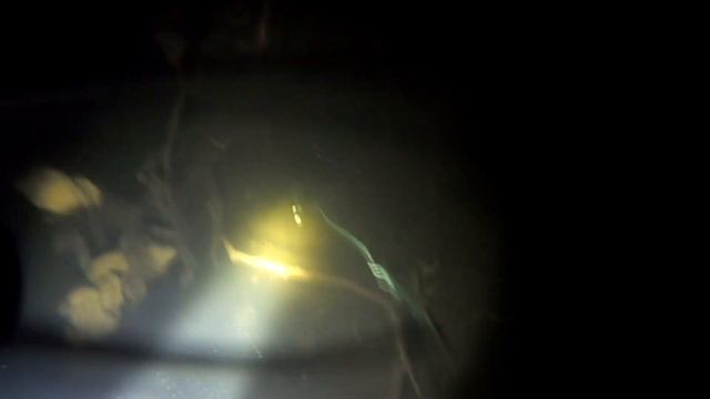 Сейм, Кербутовские корчи и щущья ночь смотреть онлайн