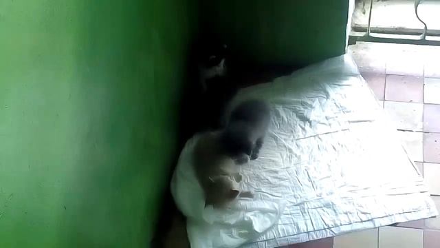 Спасите милых котят смотреть онлайн