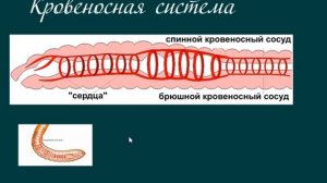 строение дождевого червя Мемория