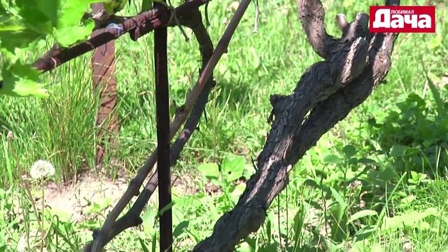 Уход за плодоносящими кустами винограда  (десятый год) смотреть онлайн