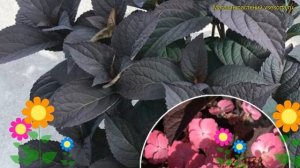 Гортензия пильчатая. Краткий обзор, описание характеристик hydrangea serrata daredevil