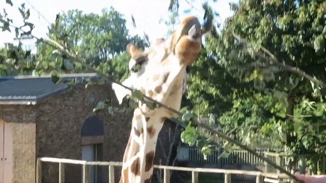 Giraffe Feeding Time & London Zoo Animals | ZSL London Zoo смотреть онлайн