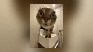 TATI — TATISIZE, PASHASNICKERS (1 час)