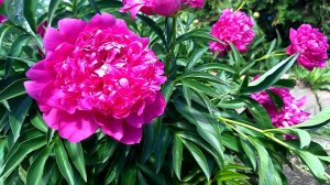 Пионы. Король июня - это пион!