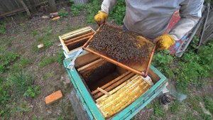 Расширение пасеки путем деления семьи на 2 части.