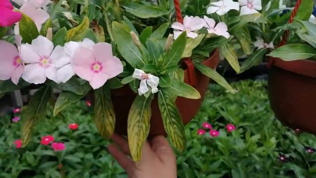 Катарантус ампельный и кустовой. Почему желтеет?!