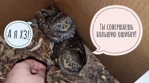 Нарушаю стабильности с самого утра. Сова Ёль на подушке, сычи в совешне. Сыч Лучик круглится в шар