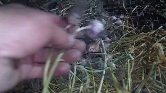 Чеснок. уборка однозубки. Результаты. Харьковский фиолетовый и Любаша.