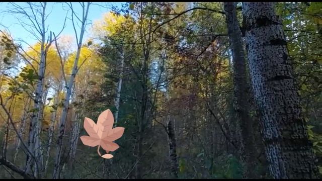 "Листьев хрустящий гербарий" стихотворение Инги Дмитриевой Гвоздь смотреть онлайн