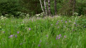 Summer inside of Nature of South Ural in Russia