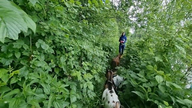 Экстремальная прогулка .Целебные продукты козоводства.