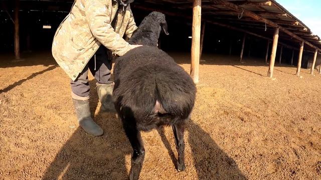 ГИССАР ШАРУАШЫЛЫҒЫ СЕЙДУАЛИЕВ ТАЛАНТ +7 701 775 9997 ҚОРДАЙ / БАЗАР КЗ