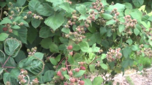 ЕЖЕВИКА ДЖАМБО (Jumbo). ОТВЕТ НА ВОПРОС . смотреть онлайн