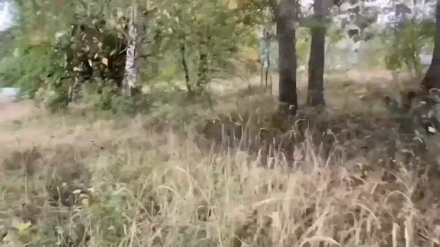 СВИНЕЙ ВЫПУСТИЛИ В СВЕТ! ПИРАТСКАЯ ЖИЗНЬ! смотреть онлайн