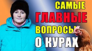 Самые главные вопросы о курах.