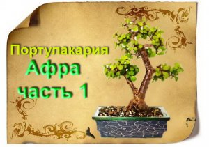 Портулакария Афра. Бонсай из Портулакарии часть 1