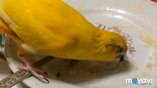 Какарик. ? Попугай ест вилкой ))) Что едят попугаи? смотреть онлайн