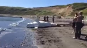 Акулы в приморском крае. ШОК!!! .