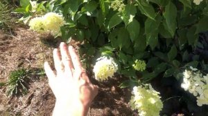 Шикарное цветение ГОРТЕНЗИЙ! Все секреты