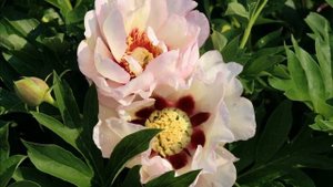 Peony Pastel Splendor / Пион Пастел Сплендор. Ито-гибриды для Вашего Сада.