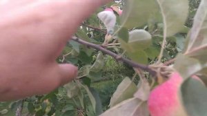 Яблоня "Слава победителю", летний срок созревания, урожай.