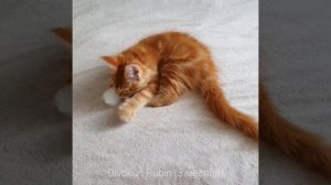 ДивоКун Рубин (3 месяца). Рыжий котенок Мейн кун.