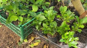 Гортензии крупнолистные Гормоны Роста и кислый торф!