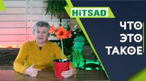 Чем Так ПЛОХ Гиппеаструм или Амариллис ✔️ Как их отличить ✔️ Комнатное цветоводство с Хитсад ТВ