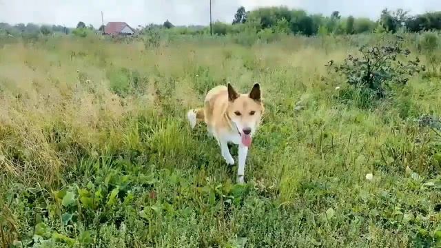 Лисёнок - Рыжее Солнышко 🦊🐕